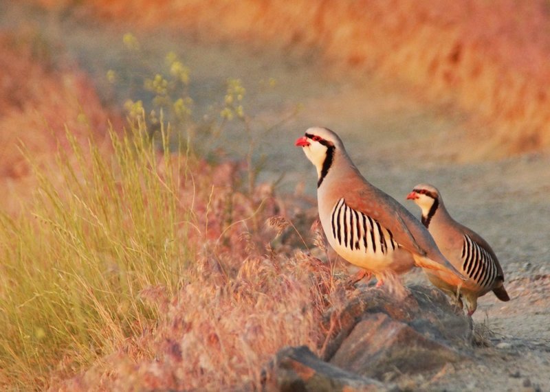 Sagebrush Trail Chukkars