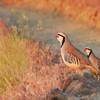 Sagebrush Trail Chukkars