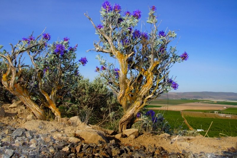 Beautiful desert flora can be found all along the Skyline Trail.