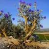 Beautiful desert flora can be found all along the Skyline Trail.