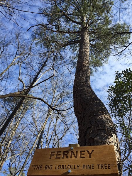 "Ferney" the big pine tree. It is big, but not sure of it's significance.