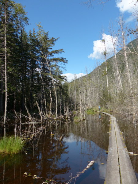 Walking through the area flooded by a beaver dam.