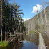 Walking through the area flooded by a beaver dam.