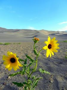 Beautiful flowers in the dunes.