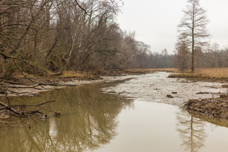 The swampy marshland at Theodore Roosevelt Island.