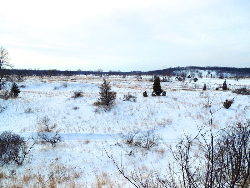 Looking west while climbing the Dune Succession Trail stairs.