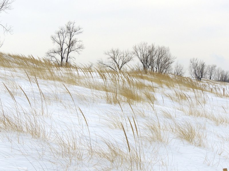 Marram grass in the snow along Lake Michigan.