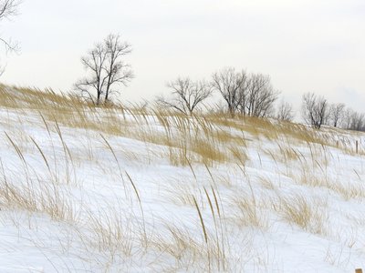 Marram grass in the snow along Lake Michigan.