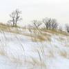 Marram grass in the snow along Lake Michigan.