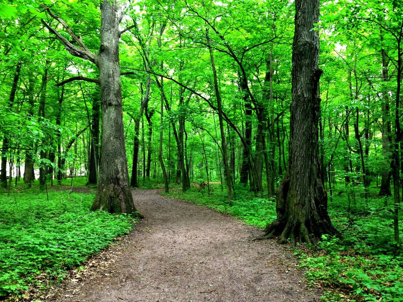 Greenery along Grottos Trail.