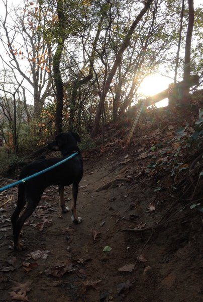 Me and my pup, on a recent outing to run the buttermilk trail. This photo was taken by the 21st St. entrance.