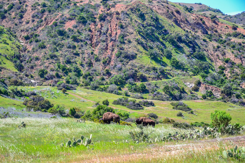 Bison roam near the Trans Catalina Trail.