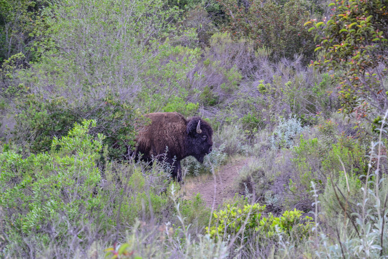 Bison sometimes frequent the Trans Catalina Trail, so keep an eye out!