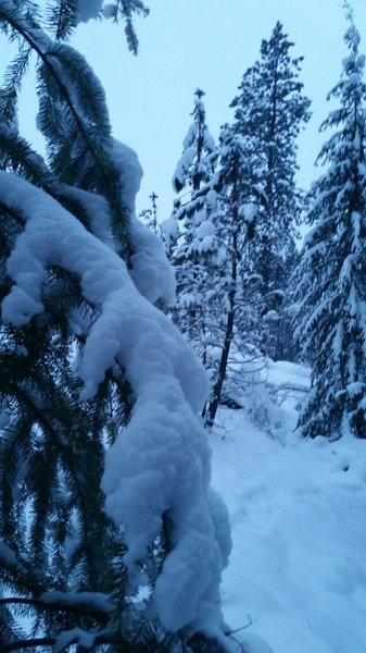 Christmas snowfall on the Pond Loop Trail.