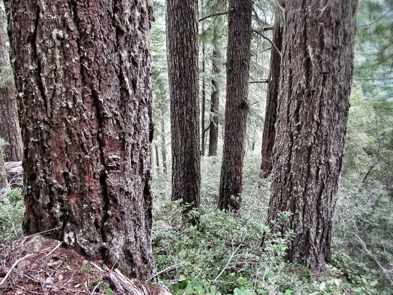 Panther Ridge and Clay Hill boast the most contiguous, impressive stands of virgin old growth west of Interstate 5.