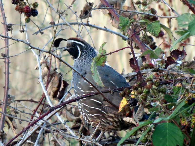 California Quail might accompany your tour of the Creek Trail.