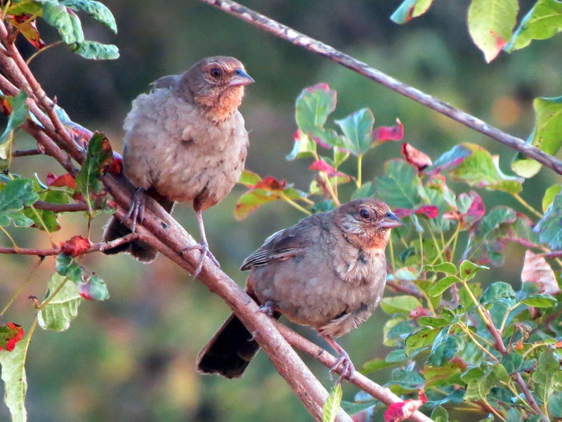 California Towhees can be seen from the Fiddleneck Trail in the right seasons.