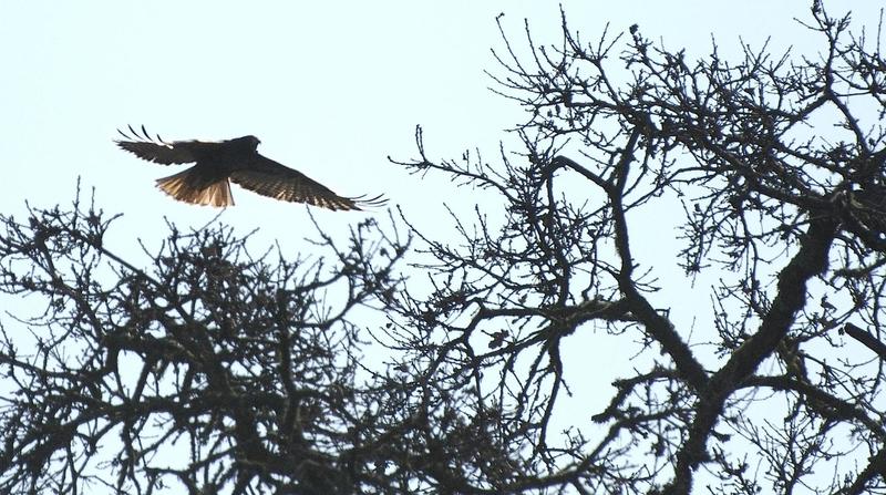 A hawk in flight hovers over the Fiddleneck Trail.