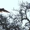 A hawk in flight hovers over the Fiddleneck Trail.