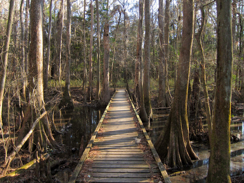 A typical section of "trail" in the Congaree National Park Boardwalk Loop.