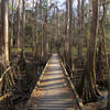 A typical section of "trail" in the Congaree National Park Boardwalk Loop.