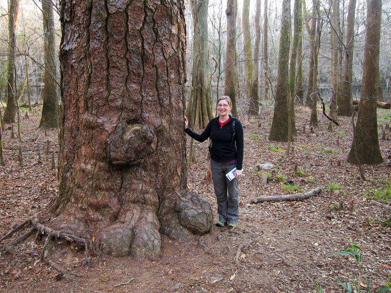 Elizabeth and a big loblolly pine (Pinus taeda) on the Boardwalk Trail.