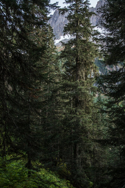 Dense trees on the switchbacks of the Cascade Pass Trail.