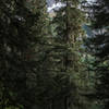 Dense trees on the switchbacks of the Cascade Pass Trail.