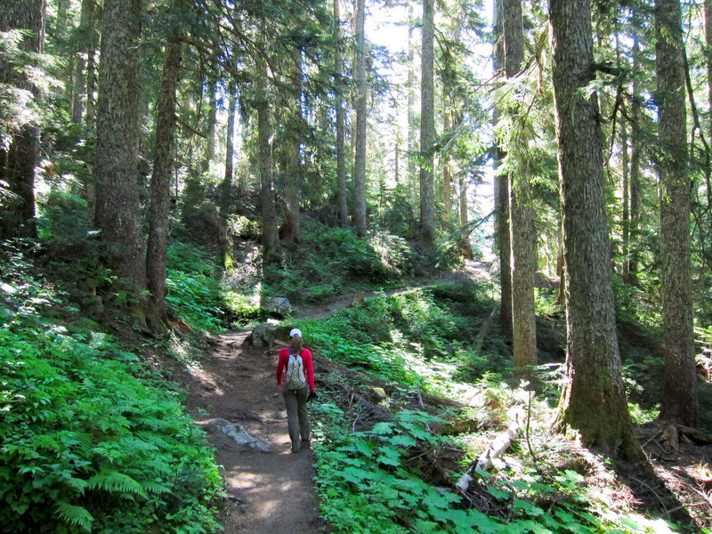 Into the woods and on the way to Cascade Pass.