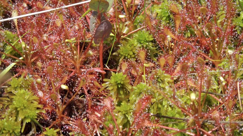 Sundew plants at Pinhook Bog.