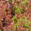 Sundew plants at Pinhook Bog.