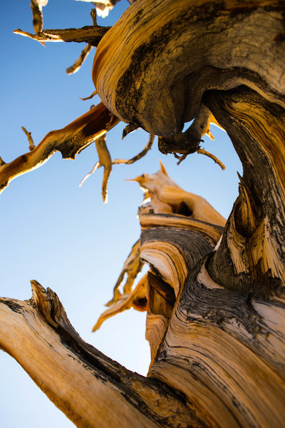 Bristlecone Pine.