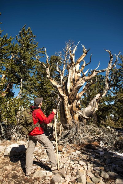 Bristlecone Pine.