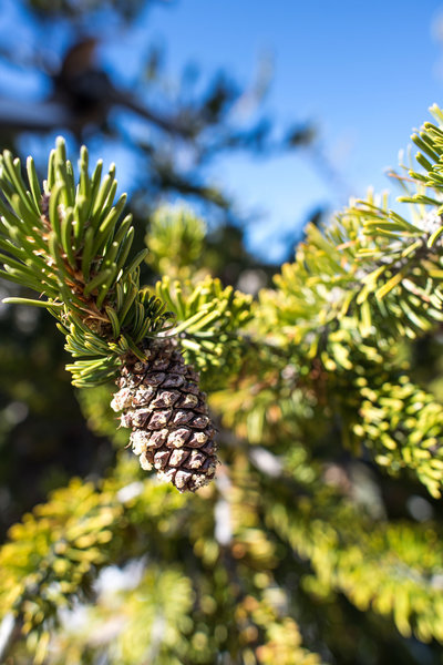 Bristlecone Pine branch.