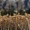 Enjoy some time laying in the grass and listening to the wind while looking at the Wheeler Peak.