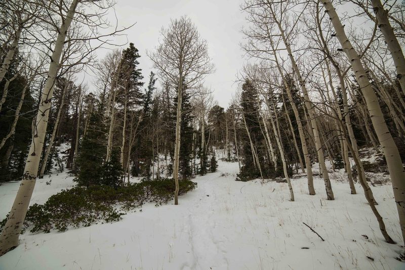 Lehman Creek Trail Aspens in Winter.