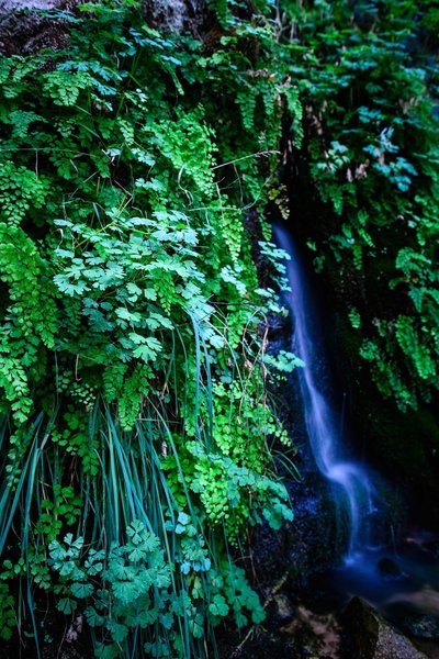 There is a secret waterfall on your left if you take the trail from the Temple of Sinawava to the Weeping Rock.