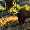 A buff wanders thru camp at 3L2 on Cache Creek. Use the downfall to your advantage when selecting a tent site!