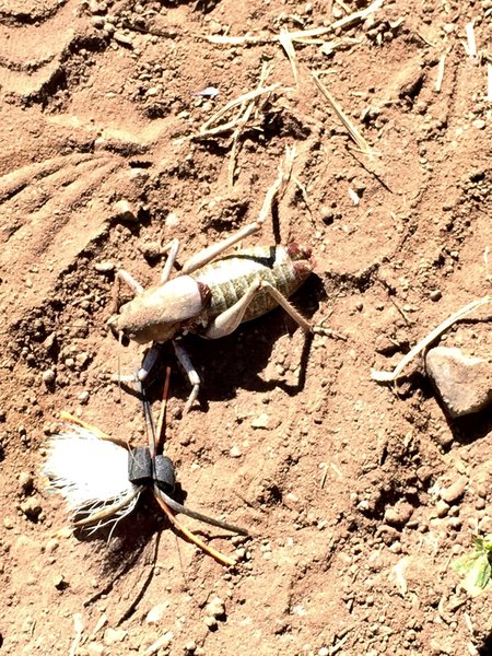 Mormon crickets absolutely dwarfed largest cicada in my fly box.