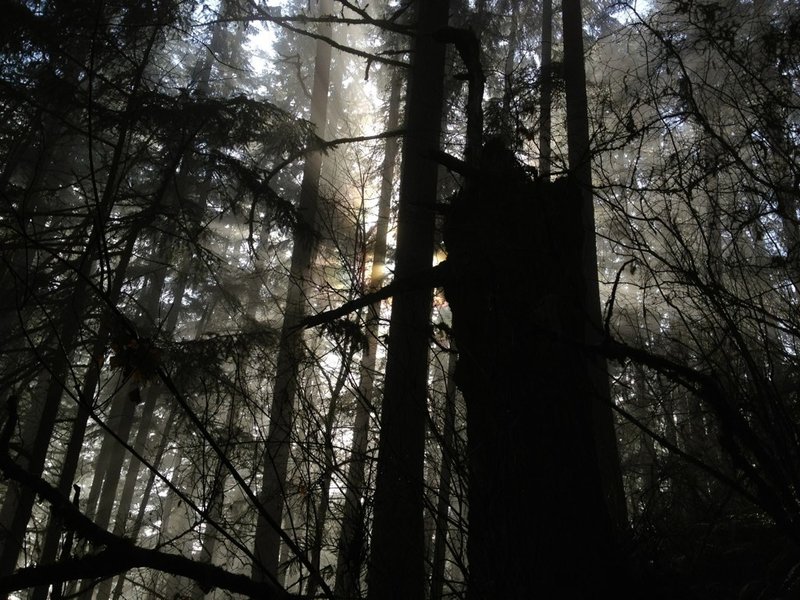 Spencer Butte trees.