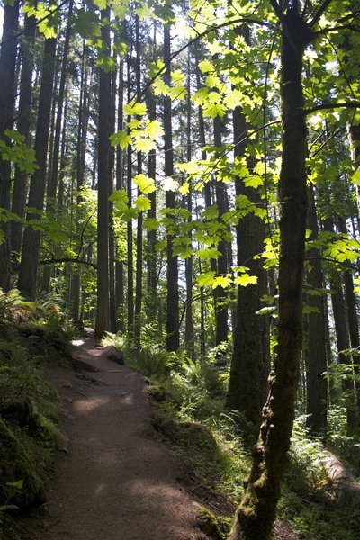 Trail on Spencer's Butte, Eugene.