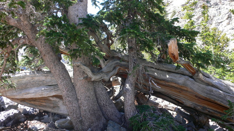 Tangled trees along the trail.