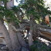 Tangled trees along the trail.