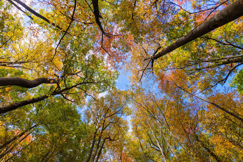 Treetops to Ramsey Cascades in late October.