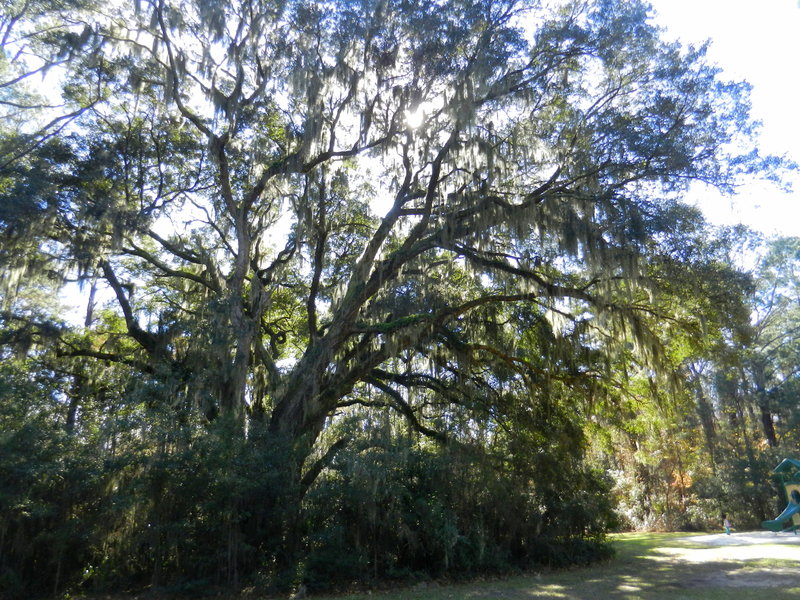 Giant live oaks with Spanish moss shade the path.