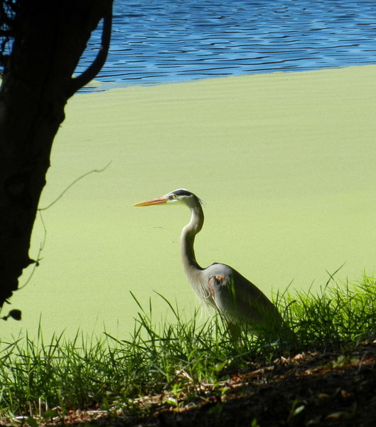 Egrets and Herons fish here.