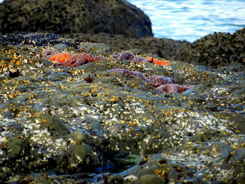 Starfish galore!