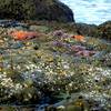 Starfish galore!