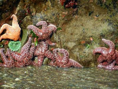 Colorful starfish in front of the seastacks.