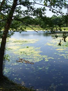 Ducklings on Lake Katherine.